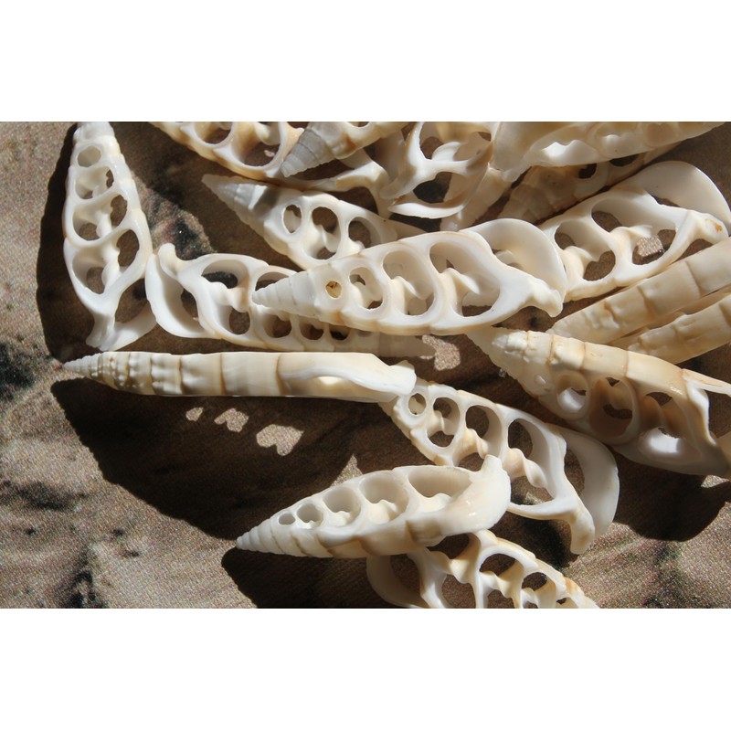 10pc Natural Cerithium Vertagus Seashells, Sliced Cut, 1.5-2 inch, White