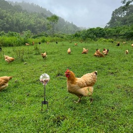 Oooct 2 Pack Chicken Peck Toys, Chick Enrichment Toys, Chicken Swing Feeder, Chick Slow Feeder Toy, Coop Toys for Hens Poultry Duck Birds Parrots Chick