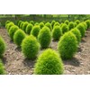 FUN AND GROW SEEDS: Seeds Summer Cypress Burning Bush Kochia