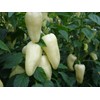 CEMEHA SEEDS - Seeds White-Red Sweet Bell Pepper Belozerka Non