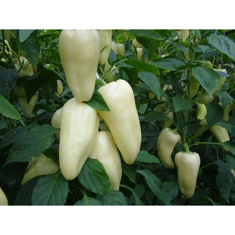 CEMEHA SEEDS - Seeds White-Red Sweet Bell Pepper Belozerka Non