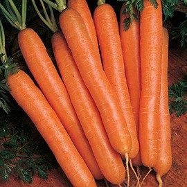 Park Seed Carrot Plant Seeds, Variety of Pack Sizes and Colors, Spring Garden, Scarlet Nantes, Pack of 400