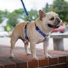 LupinePet Originals 3/4" Dapper Dog 20-32" Adjustable Roman Dog Harness