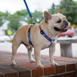 LupinePet Originals 3/4" Dapper Dog 20-32" Adjustable Roman Dog Harness for Medium Dogs