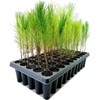 Loblolly Pine Tree Plants | 10 Live Seedlings | Pinus