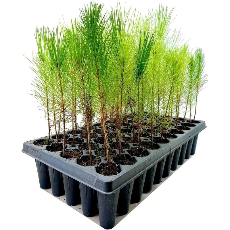 Loblolly Pine Tree Plants | 10 Live Seedlings | Pinus