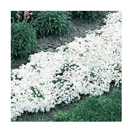 Hart's Seed Alyssum New Carpet of Snow 200MG