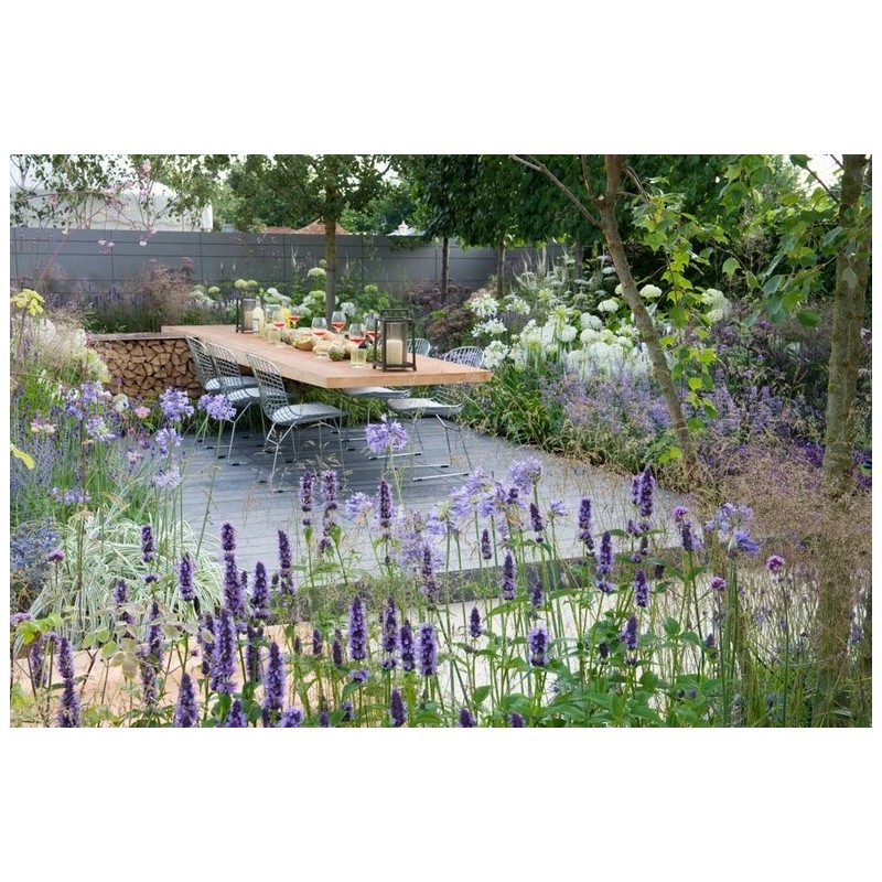 150 LAVENDER, LAVANDULA ANGUSTIFOLIA HIDCOTE PROMISE PERENNIAL FLOWER SEEDS