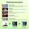 Outsidepride Perennial Dichondra Silver Falls Seed - 15 Pcs Heat