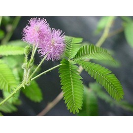 Say " So Tickled We're Friends" with The TickleMe Plant Gift Box - Grow The House Plant That Closes its Leaves When Tickled. Fun for Galentine's Day, Your Best Friends or Co-Workers It Even Flowers