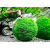 Marimo Moss 2 Balls 1.6 inch (4cm)(Cladopho