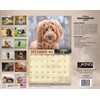 2026 Doodles Wall Calendar 16-Month X-Large Size 14x22, Goldendoodle, Labradoodle