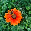 Vivid Arts - Hanging Orange African Daisy/Bee - HGF-024