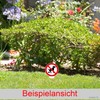 Sign "Keine Hundetoilette" Sign Round Pedal Mines Dog 180 x