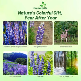 Outsidepride Wild Blue Perennial Lupine Seeds - 1 Lb. Self-Sowing, Cold Hardy & Frost Tolerant Wildflower Seeds for Fall Planting, Ideal for Attracting Pollinators & Hummingbirds