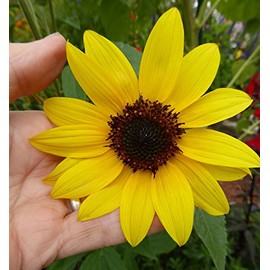 3,000 Organic Wild Sunflower Seeds 1 Ounce Native Helianthus annuus for Planting