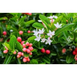 Buy Rare Seeds Carissa carandas | Bengal Currant | Christs Thorn | Carandas Plum | 50_Seeds