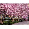 No Brand 2 Ann Magnolia Trees/Shrubs - Live Plants -