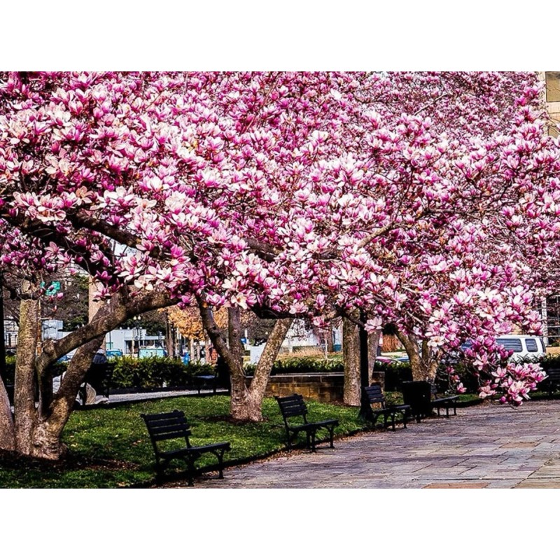 No Brand 2 Ann Magnolia Trees/Shrubs - Live Plants -