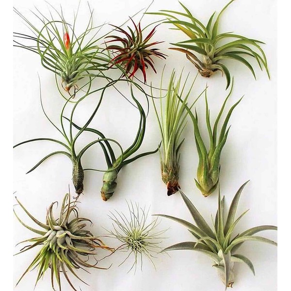 Air Plant Pack - Easy to Keep - Live House Airplants - Mixed Selection (2)