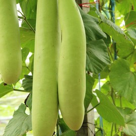 Gourd Seeds - Cucuzzi (Italian Edible) - 4 Oz ~3,360 Seeds - Lagenaria siceraria - Farm & Garden Vegetable Seeds - Non-GMO, Heirloom, Open Pollinated, Annual