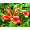 Classy Groundcovers, Trumpet Creeper, Cow Itch Vine, Hummingbird Vine, Trumpet