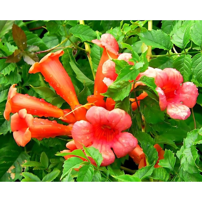 Classy Groundcovers, Trumpet Creeper, Cow Itch Vine, Hummingbird Vine, Trumpet