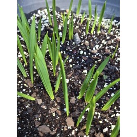 Fresh Sabal Palm Tree Fresh Seedling Texas Sabalpalmetto Palm, 10-Pack