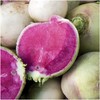 Seed Needs, Watermelon Radish (Raphanus sativus) Twin Pack of 500