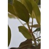 Little Gem Magnolia (2-3 ft.) - Includes Planting Kit