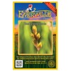 Everwilde Farms - 250 Bebb's Oval Sedge Native Grass Seeds