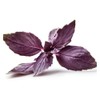 Generic Purple Basil (Ocimum basilicum) Italian Armenian Greek Basil Caffeine