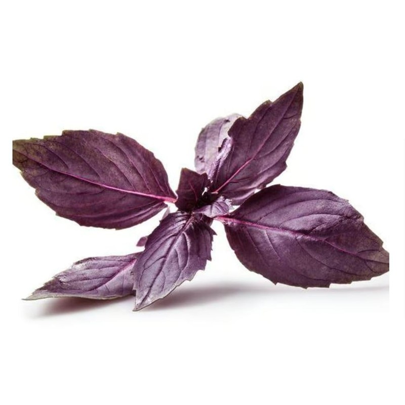 Generic Purple Basil (Ocimum basilicum) Italian Armenian Greek Basil Caffeine