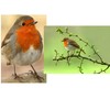 ROTKEHLCHEN Set of 2 Animal Postcard Postcard Birds from Germany