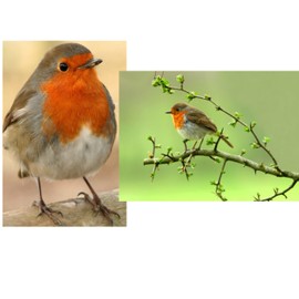 ROTKEHLCHEN Set of 2 Animal Postcard Postcard Birds from Germany for Collectors or Postcrossing (10575)