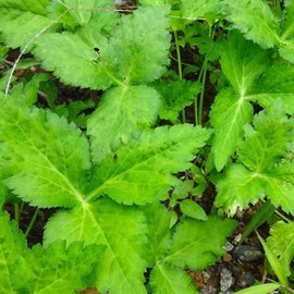 CHUXAY GARDEN Cryptotaenia Japonica Seed 1000 Seeds Mitsuba Edible Green Vegetable Japanese Wild Parsley Vegetables Seasoning Culinary Plants