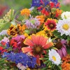 David's Garden Seeds Wildflower Butterfly Hummingbird Mix 200 Non-GMO, Heirloom