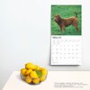Shar Pei | 2025 12 x 24 Inch Monthly Square