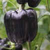 Purple Beauty Bell Pepper Seeds, Sweet Purple Bell Pepper, Non-GMO