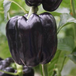 Purple Beauty Bell Pepper Seeds, Sweet Purple Bell Pepper, Non-GMO Heirloom Sweet Bell Pepper Seeds