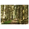 Naturwunder Wald (Wandkalender 2026 DIN A2 quer), CALVENDO Monatskalender: Der