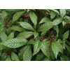Happy Planting Nursery 🪴Wild Coffee🪴 EASY TO GROW ~ Psychotria