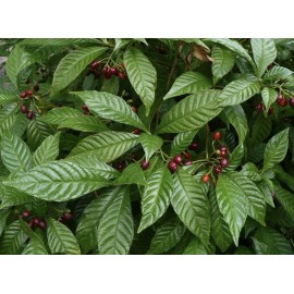 Happy Planting Nursery 🪴Wild Coffee🪴 EASY TO GROW ~ Psychotria nervosa