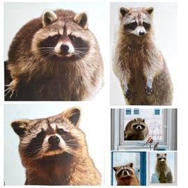 3Pcs Photo Realistic Cute Raccoons - Large Full Color Waterproof Vinyl Stickers for Indoor or Outdoor Windows, Cars, laptops, Walls, cabinets and More.