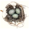 Bird Nest + Robin Eggs Ornament for Christmas Tree, Centerpiece,