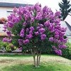 CrapeMyrtleGuy - Semi Dwarf Purple Zuni Trees - Quart Containers