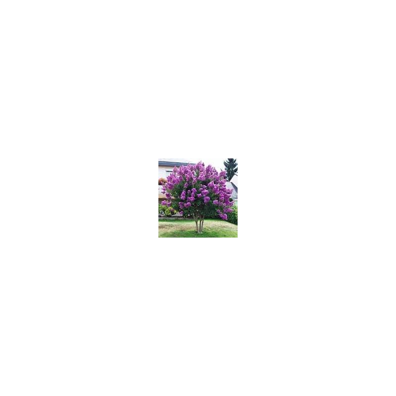 CrapeMyrtleGuy - Semi Dwarf Purple Zuni Trees - Quart Containers