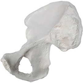 Hip Bone Model - Right - Anatomically Accurate Human Coxal Bone Replica - hBARSCI