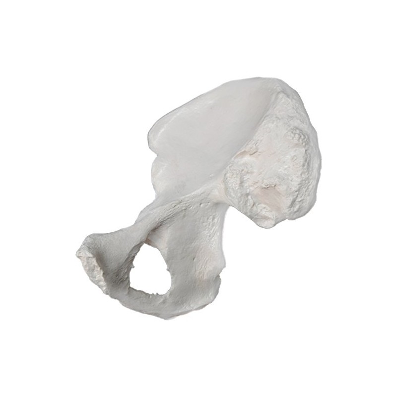 Hip Bone Model - Right - Anatomically Accurate Human Coxal