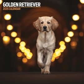 Golden Retriever 2025 Traditional Calendar